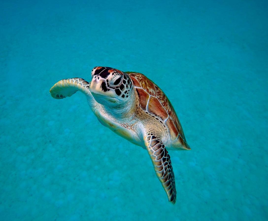 Seahorse Diver Guesthouse Kampong Pasir Panjang  Экстерьер фото